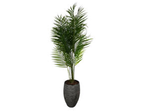 Palm Areca - kunst