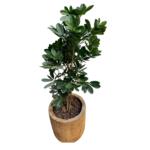 Schefflera in houten pot – kunst
